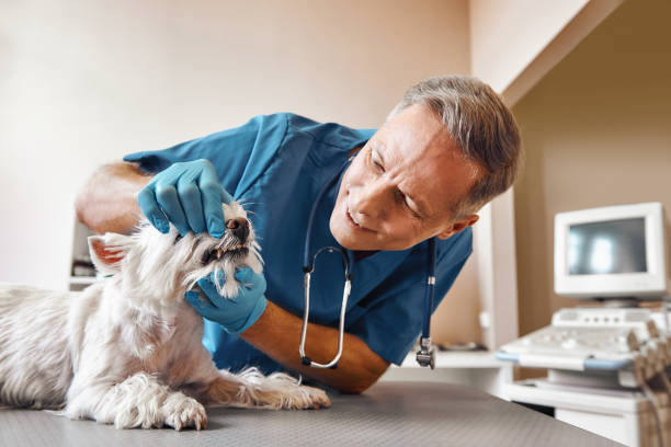 Best Emergency Dentist for Knocked-Out Tooth in Meadow Les, AK